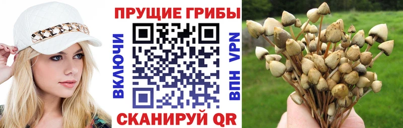 где купить наркоту  Волоколамск  Псилоцибиновые грибы мухоморы 
